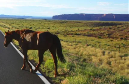 Deux-Sèvres : un cheval meurt après avoir été percuté par une voiture
