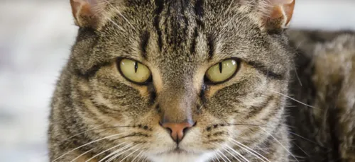 Charente : plainte déposée après la découverte d’un chat avec une...