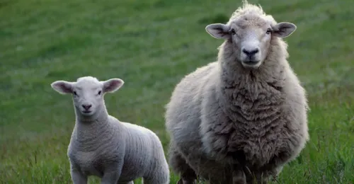 Haute-Vienne : 80 animaux ont péri dans un incendie