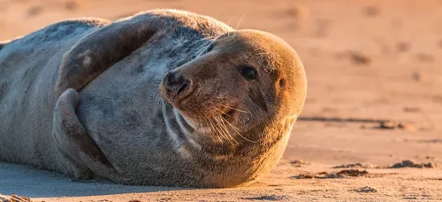 Île-de-Ré : ne dérangez pas les phoques, sous peine de morsure !