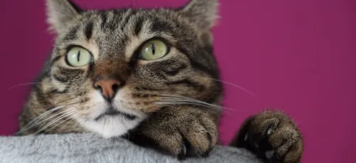 Gien : le refuge « La Fontaine » a besoin d’aide