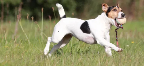 Niort : un homme condamné pour avoir causé la mort de son chien