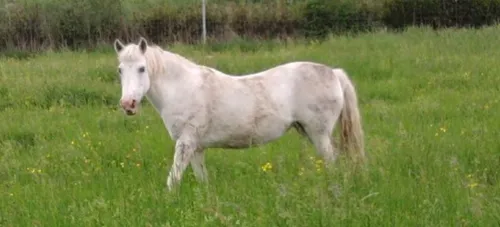 Limoges : un poney rebelle sème la panique en centre-ville