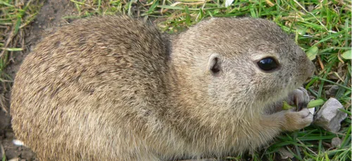 Des sousliks arrivent au Bioparc de Doué-la-Fontaine