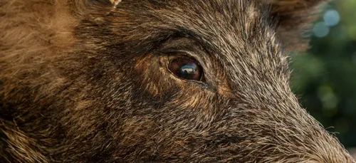 Charente-Maritime : un chasseur tire sur son collègue en voulant...