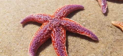 Charente-Maritime : des centaines d'étoiles de mer s'échouent sur...