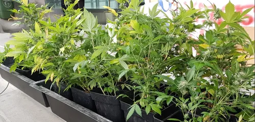 Limoges : 14 pieds de cannabis découverts chez un habitant