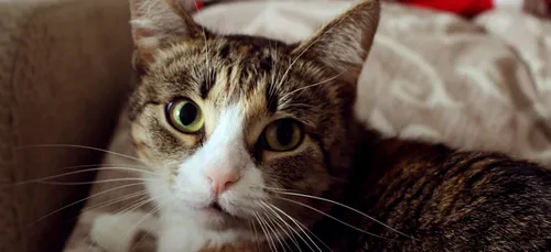 Saumur : la ville va aider les habitants pour stériliser leurs chats