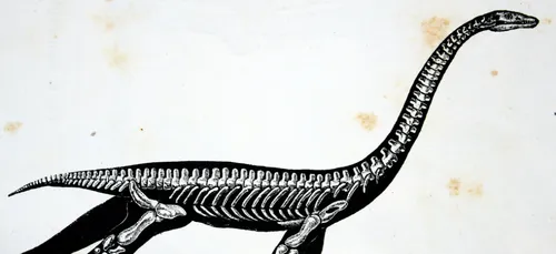 Muséum d’Angers : Vorax a besoin de nous pour prendre vie !