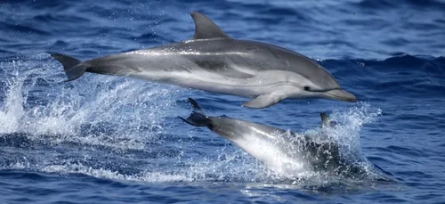 La Rochelle : une ONG dépose un dauphin mort sur le vieux port (photo)