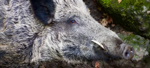 Charente-Maritime : deux mamies attaquées par un sanglier au cimetière