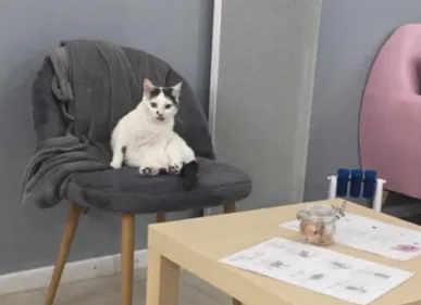 Chat'ren'thé : enfin un "bar à chats" à La Rochelle