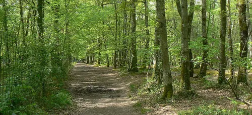 Loiret : un corps dénudé découvert en forêt