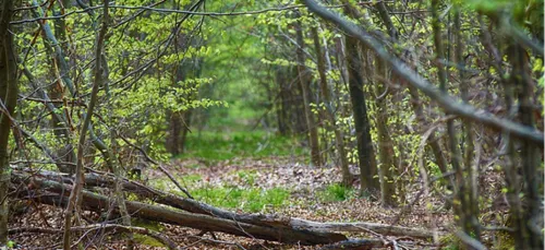 Amboise : deux corps et une voiture retrouvés calcinés dans un bois