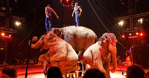 Poitiers : des manifestants demandent la fin des cirques avec animaux