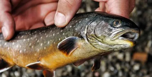 Niort : action samedi de l’association L214 pour la fin de la pêche