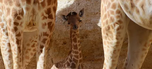 Doué-la-Fontaine : naissance d’un girafon au Bioparc