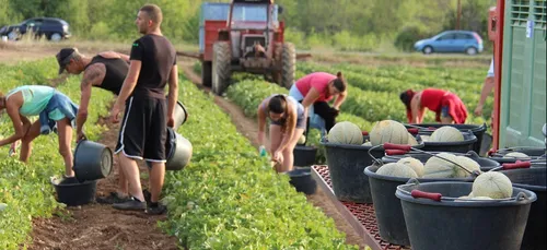 Des saisonniers recherchés dans les Deux-Sèvres pour la récolte des...