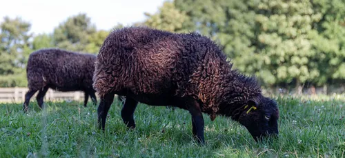 Limoges : les moutons du Mas-Jambost au cœur d’une pétition