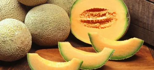 Charente : les exploitations de melons ont besoin de main d’œuvre