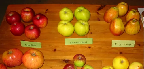 Pourquoi importe-t-on encore des pommes en France ?