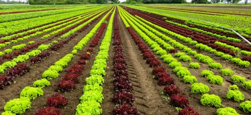 Bio : les aides allouées aux agriculteurs n’arrivent toujours pas