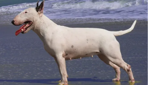 Rochefort : un chien euthanasié après avoir attaqué plusieurs...