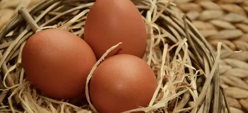 Poulehouse en Limousin : une production d’œufs plus respectueuse...
