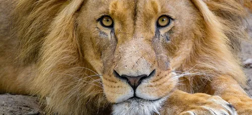 Les parcs zoologiques ont-ils vocation à préserver les espèces...