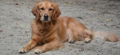 Limousin : un magasin refuse l’accès à un chien guide d’aveugle