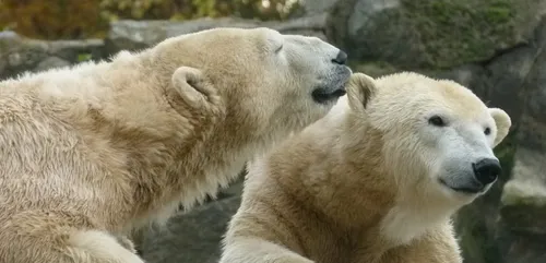 Le Parc Zoo du Reynou accueille deux ours polaires !