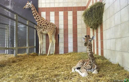 Zoo de la Palmyre : 26 ème naissance d’un girafon !