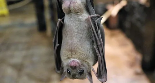 Haute-Vienne : venez admirer les chauve-souris ce soir