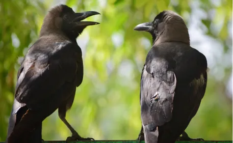 Haute-Vienne : la guerre aux corbeaux est déclarée