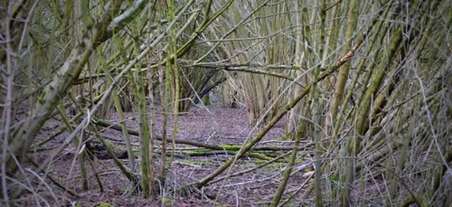Charente-Maritime : la disparition de la femme recherchée cachait...