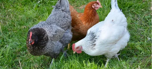 &laquo; Poule pour tous &raquo; souhaite sauver des poules...