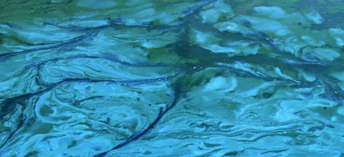 Vienne : en raison de cynobactéries, la baignade estivale est...