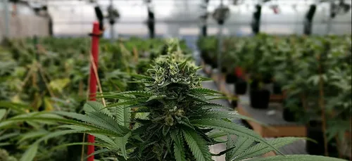 Le maire de Châteauroux veut légaliser le cannabis en France