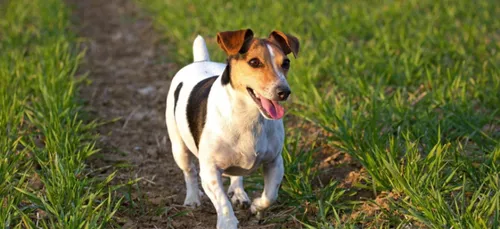 Charente-Maritime : cinq mois de sursis pour avoir battu un chien à...