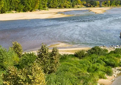 Centre-Val de Loire : un chien meurt à cause des cyanobactéries