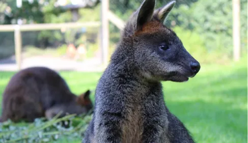 Deux-Sèvres : un kangourou se balade dans la nature   