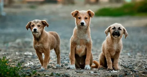 L’ASPA de Saumur lance un appel contre les abandons d’animaux l’été