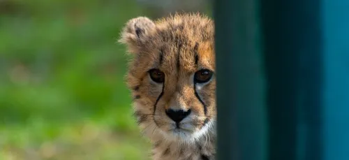 Deux bébés guépards sont nés au zoo de la Palmyre (Vidéo)