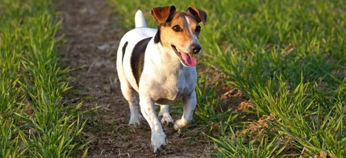 Loir-et-Cher : un jack russel froidement poignardé dans un chenil
