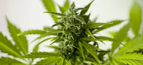 Deux-Sèvres : 27 pieds de cannabis découverts suite à l’inquiétude...