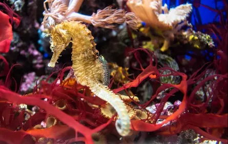 Naissances nombreuses à l’Aquarium de Limoges !