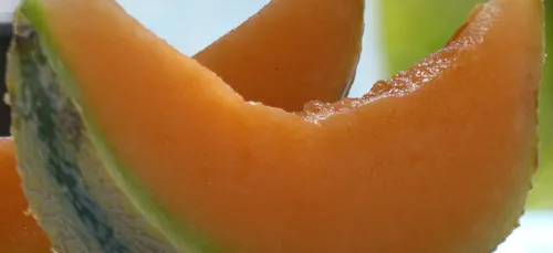 Deux-Sèvres : nouveau record du plus gros mangeur de melon   