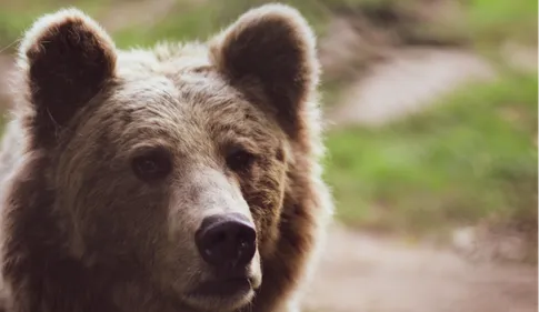 Le dresseur de l’ours Valentin dépose plainte contre une...