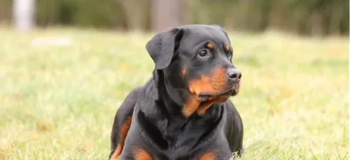 Deux-Sèvres : une fillette grièvement mordue par un Rottweiler   