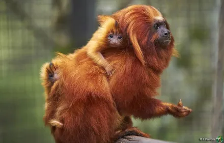 Naissance de jumeaux tamarins lions dorés au Zoo de la Palmyre !...